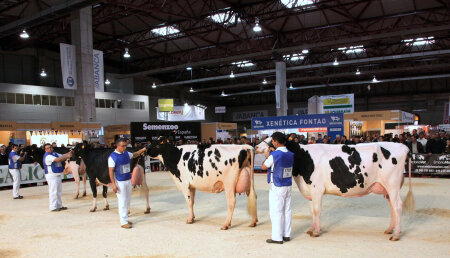 Un total de 164 ejemplares de vacuno frisón de España y Portugal, inscritos en los concursos morfológicos de la feria Abanca Cimag-GandAgro